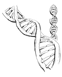 DNA